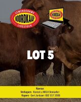 20x Simbra, Charolais en Angus kruis kalwers