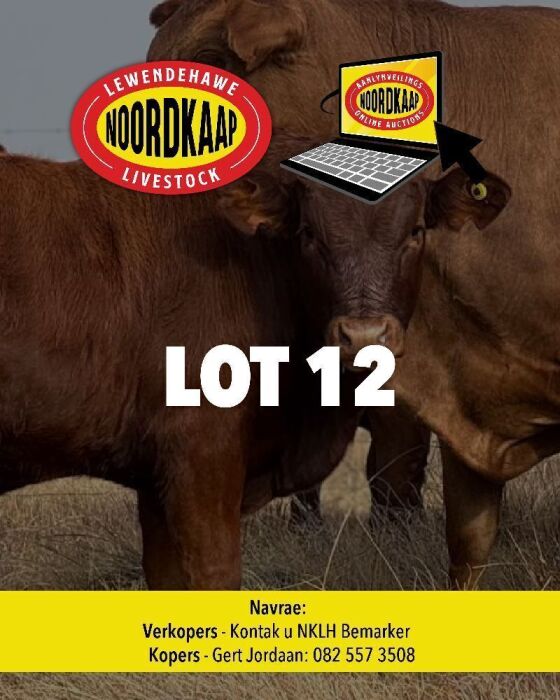 28x Bonsmara, Charolais kalwers
