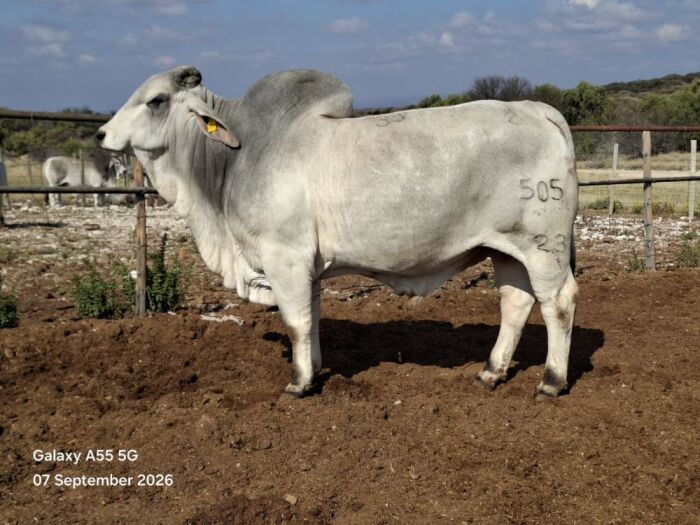 Z23505